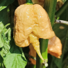 Carolina Reaper Golden , 10 semillas , Capsicum chinense (599)