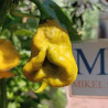 Carolina Reaper Mustard , 10 semillas , Capsicum chinense (596)