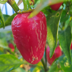 Jalapeño M , 10 semillas , capsicum annuum (188)