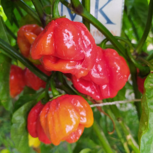 Habanero Surinam Red,10 semillas,Capsicum chinense (141)