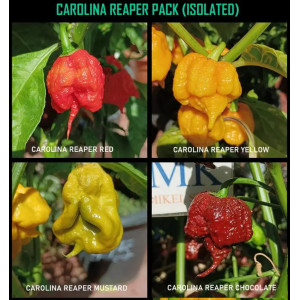 Lote de semillas de Carolina Reaper ,ISOLATED , 4 variedades , 40 semillas