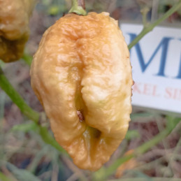 Bhut Jolokia Mustard , 10 semillas , Capsicum chinense, (99)