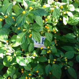 Bhut Jolokia Strain I,10 semillas,Capsicum chinense (97)