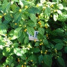 Bhut Jolokia Strain I,10 semillas,Capsicum chinense (97)
