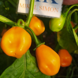 Bhut Jolokia Peach-melocoton,10 semillas,seeds,Capsicum chinense (100)