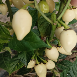 Habanero Peruvian White,10 semillas,Capsicum chinense (143)