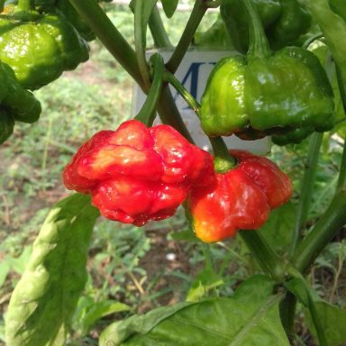 SCOTCH BONNET MOA RED